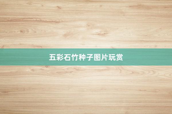 五彩石竹种子图片玩赏